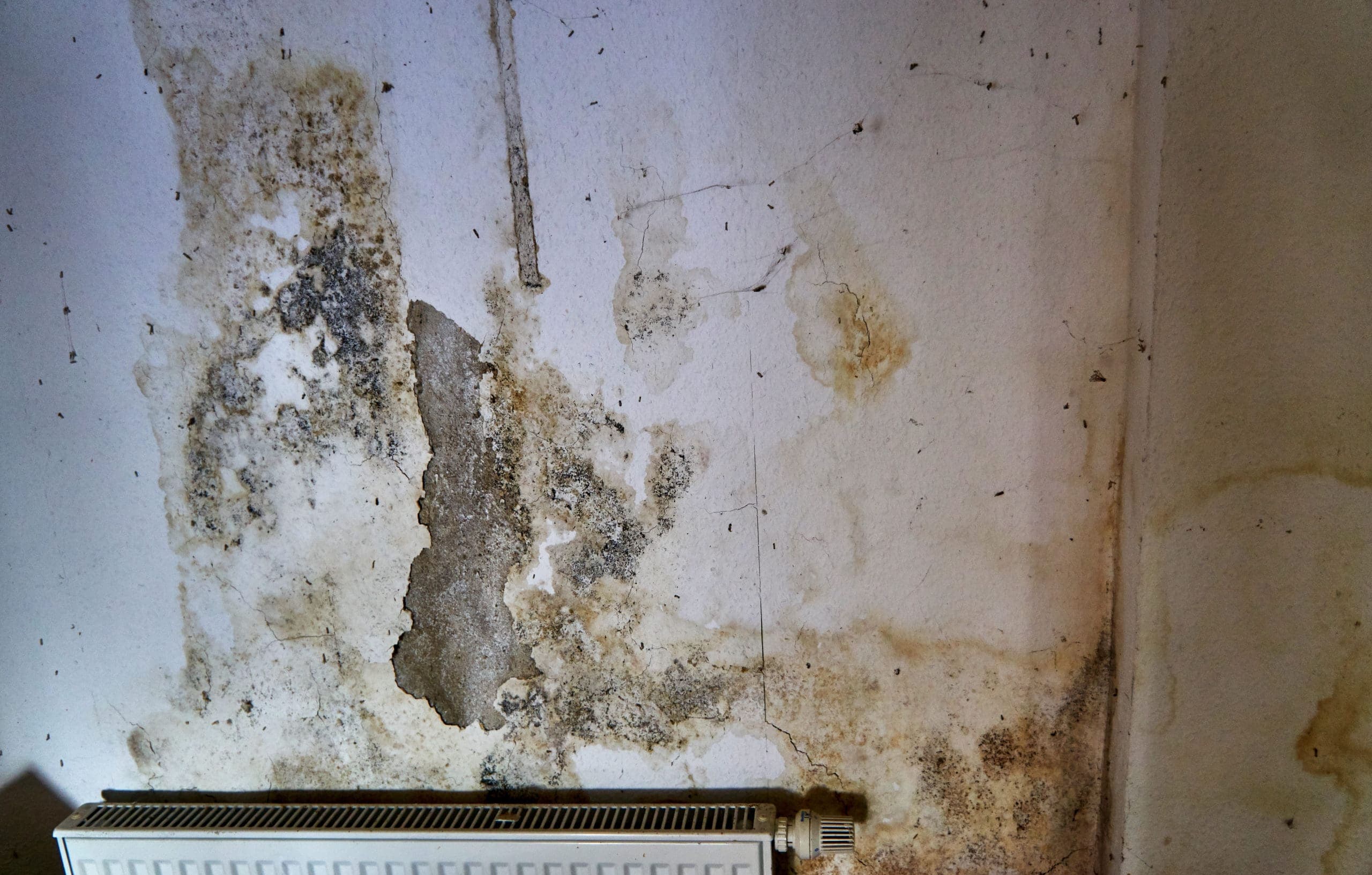 Mold on the wall over a radiator